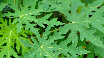 Baik untuk Kulit dan Kekebalan Tubuh, Ternyata Ini 10 Manfaat Daun Pepaya untuk Kesehatan yang Masih Jarang Diketahui