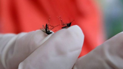 Kemenkes Sudah Sebar Nyamuk Wolbachia di 5 Wilayah, Selanjutnya Ditargetkan Uji Coba di 230 Kabupaten Kota