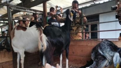 Dukung Persusuan Nasional, Kementerian Pertanian Genjot Produksi Peternakan Kambing Perah Indonesia: Supaya Bisa Swasembada Susu