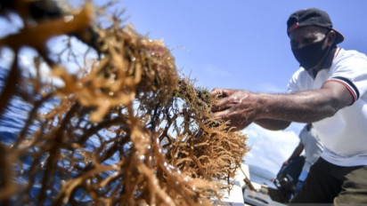 Menjadi Daerah Percontohan, Pemkab Maluku Tenggara Siapkan Lahan Seluas 100 Hektare Untuk Budi Daya Rumput Laut