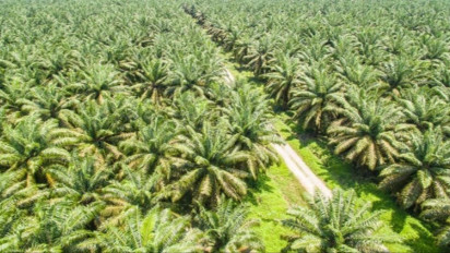 Sri Mulyani Bocorkan Rencana Hilirisasi Sawit di 2025, Genjot Misi Prabowo-Gibran untuk Realisasikan Industri Biodiesel