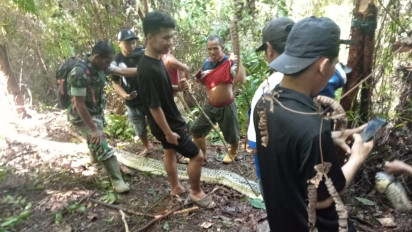 Seorang Ibu di Luwu Ditelan Ular Piton Saat Mengambil Obat untuk Anaknya