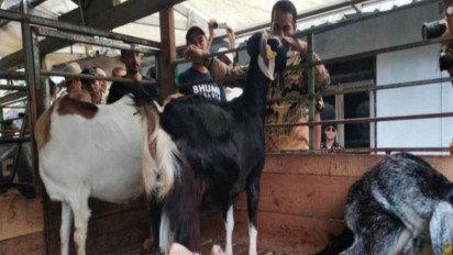 Dorong Produksi Kambing Perah Nasional, Mentan Andi Amran Sulaiman Ungkap Langkah Pemerintah: Cetak Peternak, Stop Impor