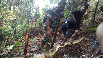 Pilu, Ibu Ini Ditelan Ular Piton Saat Mengambil Obat untuk Anaknya 