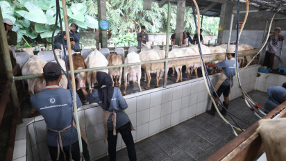 Amran Ajak Peternak Kambing Perah dan Susu Pacu Produksi: Dukung Pangan Bergizi