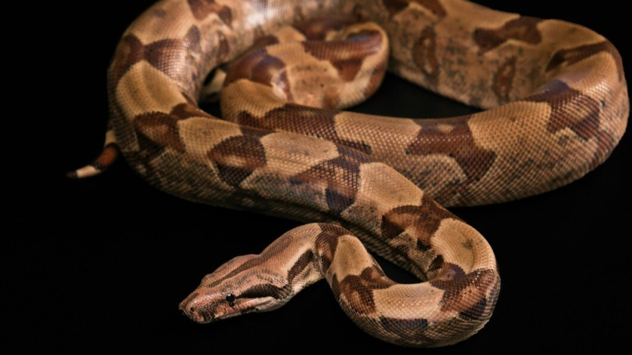 Seorang Wanita di Luwu Tewas Dimangsa Ular Piton, Bagaimana Cara Piton Menyerang dan Menelan Manusia? Ternyata Menurut Pakar…
            - galeri foto