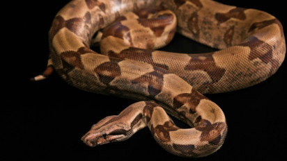 Seorang Wanita di Luwu Tewas Dimangsa Ular Piton, Bagaimana Cara Piton Menyerang dan Menelan Manusia? Ternyata Menurut Pakar…