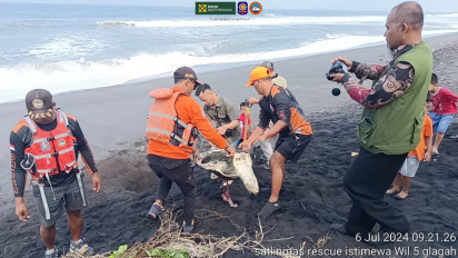 Penyu Lekang Seberat 40 Kg Mati di Pantai Mlarangan Asri Kulon Progo, Diduga Keracunan Zat Kimia Cair