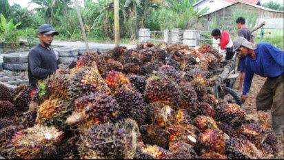 Terbukti Rugikan Mitra Petani Plasma, KPPU Denda Perusahaan Perkebunan PT Hadaya Inti Plantation Senilai Rp1 Miliar