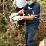 Geger, Warga Merangin Jambi Temukan Mayat Bayi Membusuk Tergantung di Pohon