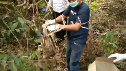 Geger, Warga Merangin Jambi Temukan Mayat Bayi Membusuk Tergantung di Pohon