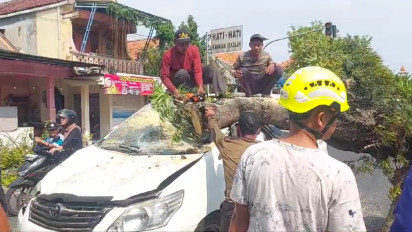 Diduga Sudah Lapuk, Pohon Besar Tiba-tiba Tumbang dan Timpa Mobil yang Melintas