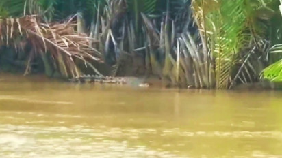 Penampakan Buaya Besar di Perairan Jago-jago Tapanuli Tengah Meresahkan Warga
