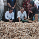 Pasok 35% Kebutuhan Dunia, Zulhas Lepas Ekspor Pinang Jambi ke Arab Saudi dan Bangladesh: Tapi Harga Kita Dipatok Mereka