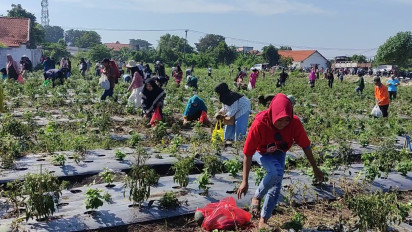 Jelang Pilkada Gresik, Ratusan Warga Serbu Kebun Petik Buah dan Sayuran Gratis Relawan Gus Yani