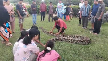 Heboh, Warga Tangkap Ular Piton Raksasa Sepanjang 8 Meter di Batanghari