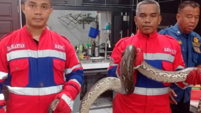 Ular Piton Sepanjang 3 Meter Berhasil Dievakuasi dari Rumah Warga di Jambi, Bobotnya 22 Kilogram, Masuk dari Lubang Pembuangan Air Cuci Piring