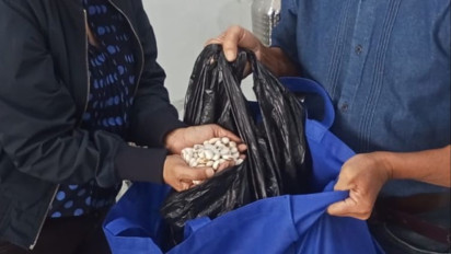 Kembangkan Tanaman Kacang Koro Jadi Janji Bacalon Bupati Kampar, Apa Manfaatnya?