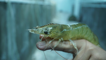 Ekspor Udang Indonesia Sulit Masuk AS karena Hambatan Non Tarif, KKP Bakal Minta Bantuan Luhut: Perlu Diplomasi