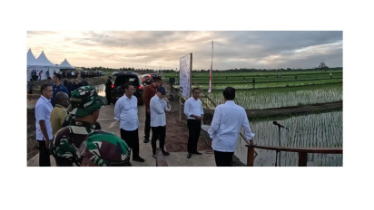 Pengembangan Varietas Padi Unggul Sukses di Merauke, Potensi Swasembada Pangan Makin Terlihat
