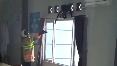 Bikin Heboh Warga, Lutung Ekor Panjang Nyasar ke Kantor Kecamatan Ungaran Barat Kab.Semarang