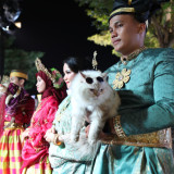 Unik, Kucing-kucing Cantik dan Lucu Ikut Fashion Show di F8 Makassar