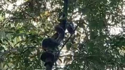 Ular Sanca Sepanjang 3 Meter Bertengger di atas Pohon Hebohkan Warga Kulon Progo