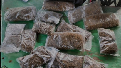 Ganja Siap Edar di Perbatasan Skouw, Personel Gabungan Tindak Pelaku Pakai Strategi Ini
