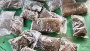 TNI AL Gagalkan Penyelundupan 14 Kg Ganja dari PNG, Tujuh WN Papua Nugini Kabur