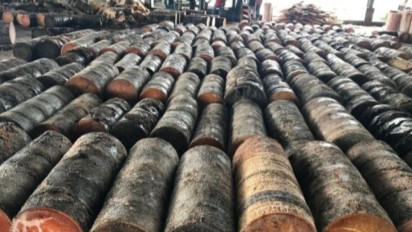 Sagu Diusulkan Gantikan Nasi untuk Program Makan Bergizi Gratis Prabowo-Gibran, Menperin: Alternatif Ketahanan Pangan