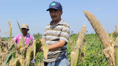 Ratusan Hektar Ladang Jagung di Lumajang Rusak Diserang Hama Tikus, Petani Gigit Jari
