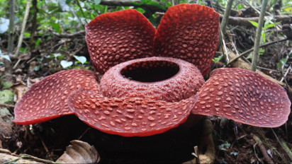 Rafflesia Terlangka di Dunia Mekar Sempurna di Kabupaten Agam