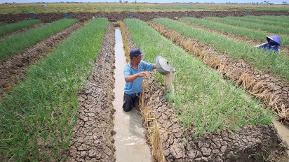 Pasokan Air Menipis Akibat Kemarau, Petani di Brebes Siram Bawang Merah Pakai Air Limbah Rumah Tangga