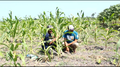 Putus Asa Diserang Hama Tikus, Petani Jagung di Lumajang Mulai Beralih Tanam Tembakau 