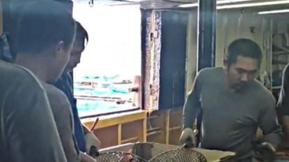 Fantastis! Nilai Ekspor Kerapu Maluku Tembus Rp48 Miliar Semester I-2024