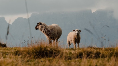 Allah Telah Menciptakan Hewan Ternak Untukmu, Tafsir Surah An Nahl Ayat 5