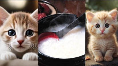 Geger Bos Kos-kosan Makan 10 Kucing Berdalih Nggak Mampu Beli Daging, Bagaimana Pandangan Islam? Kata Buya Yahya Hewan yang Mengganggu Bisa...