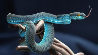 Tolong Dipertimbangkan Kembali Kalau Mau Pelihara Ular atau Reptil, Kata Ustaz Abdul Somad Ada 2 Madzhab Loh, Pilih yang Mana?