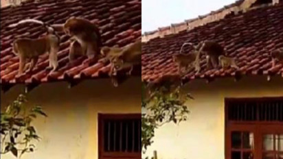 Kawanan Monyet Liar Teror Warga di Bandar Lampung, Atap Rumah dan Plafon Rusak Parah