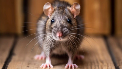 Cara Mengusir Tikus sesuai Sunnah dan Islami agar Rumah Bersih dan Tetap Menjaga Iman