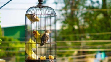 Tolong Meski Suara Kicauannya Menarik, Burung Ternyata Tak Perlu Dipelihara di Kandang? Ustaz ini Bilang Nantinya...