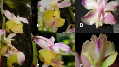 Peneliti BRIN 5emukan Anggrek Spesies Baru Endemik Indonesia