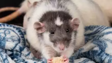 Ilustrasi tikus makan di atas selimut dalam kamar rumah