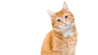 Tolong Mulai Sekarang Jangan Pelihara Kucing dalam Rumah Meski Lucu dan Imut-imut, Ustaz Khalid Basalamah: Saran Saya Jangan...