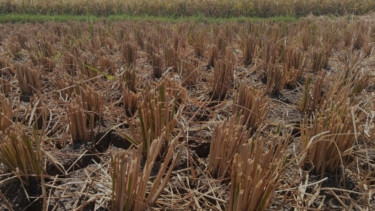 Alarm Bahaya di Cirebon Terungkap, Masyarakat Mesti Siap-siap Alami Kekeringan, Petani Dibuat Pusing dengan Kondisi Ini