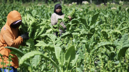 Pemerintah Libas Petani Tembakau dan Cengkeh dengan PP 28 Tahun 2024, Petani: Jangan Lukai Kami