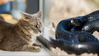 Walau Berbisa dan Berbahaya, Ular Dijamin Tak Akan Berani Masuk Rumah jika Ada Hewan Lucu dan Menggemaskan ini, Pasti Diusir!