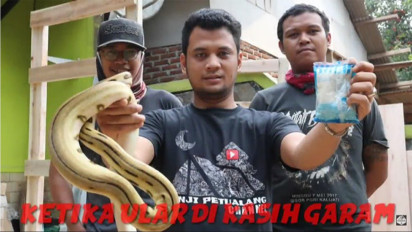 Agar Ular Tak Masuk Rumah Benar Harus Ditaburi Garam? Panji Petualang Langsung Coba Cara itu, Hasilnya Memang...