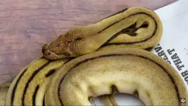 Ular Sanca milik Panji Petualang