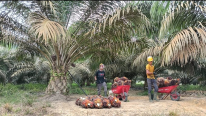 Lima Tahun Bebani Pengusaha, Pemerintah Akhirnya Ubah Skema Pungutan Ekspor Kelapa Sawit, CPO, dan Turunannya